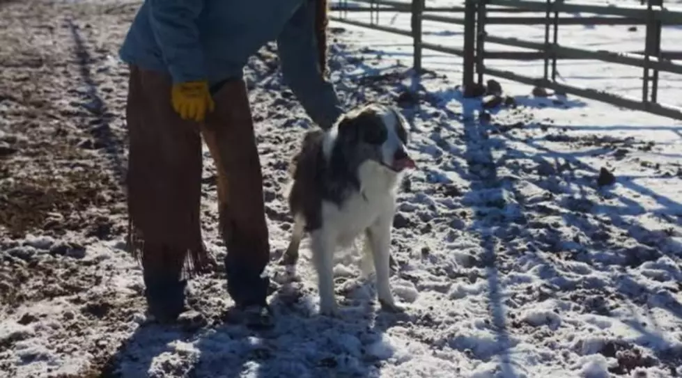 Do You Have the Farm Dog of the Year?