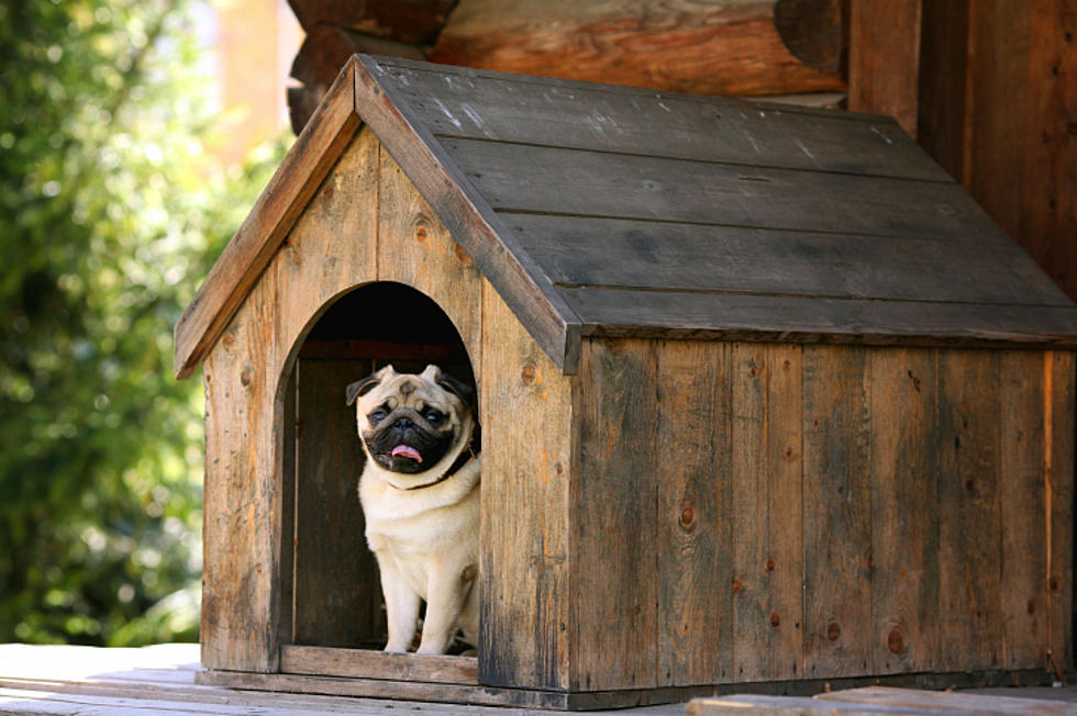Would You Build a Doghouse for Yellowstone Valley Animal Shelter?