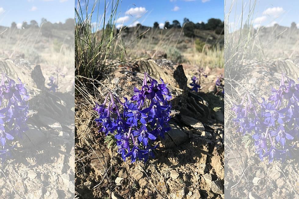 Brilliant Blue Flower Found on Montana Ranch