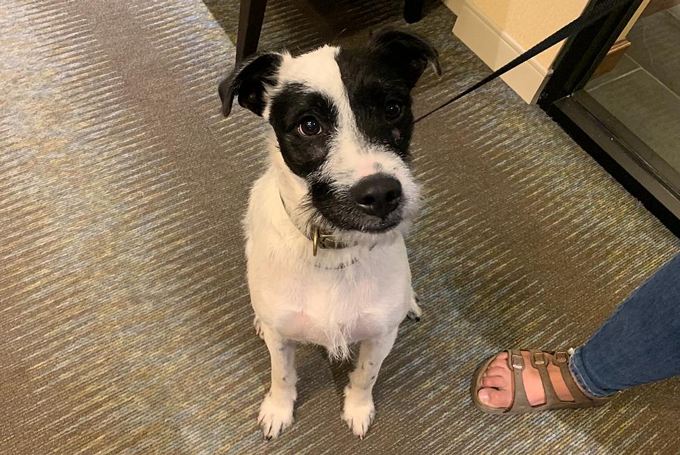 Jack Russell / Pointer Mix Looking for Her Person in Billings