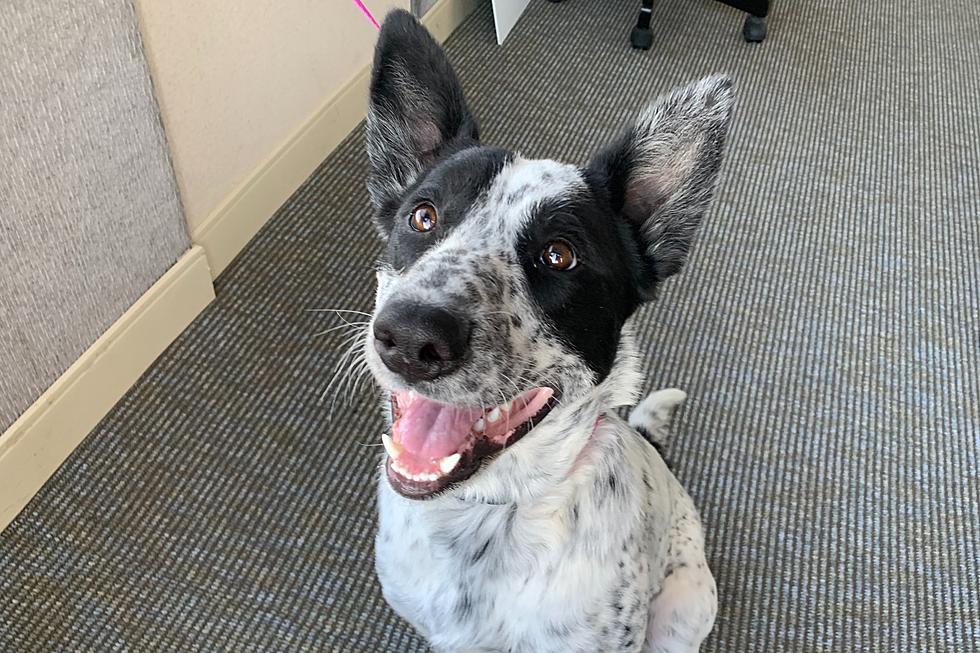 Only 2 Years Old, Heeler Mix in Billings is Waiting to Be Adopted
