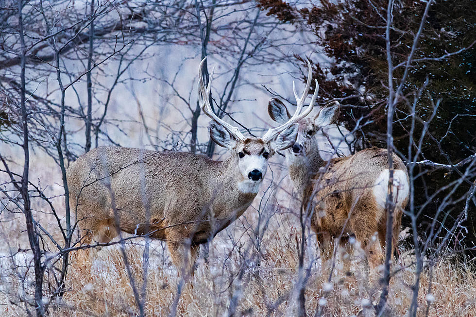 Did You Harvest A Montana Buck?  Waste Not Want Not.