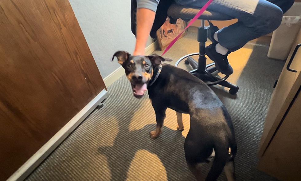 Adoption Costs Covered, Take Home This Adorable Kelpie Mix in Billings