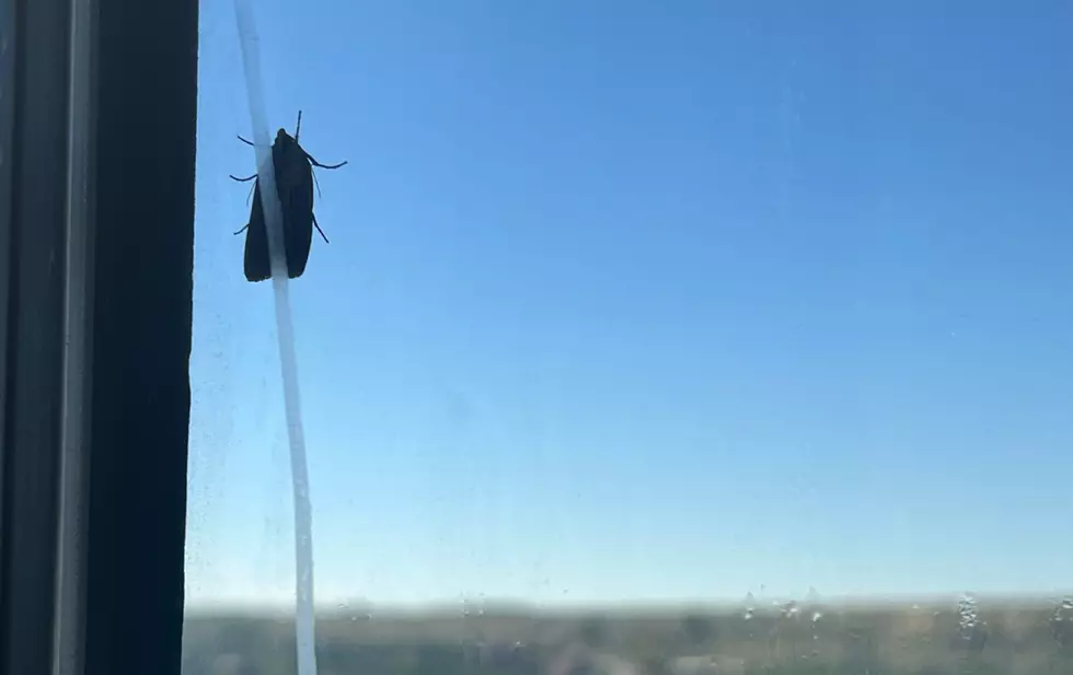 Moth Invasion in Montana! Tips to Keep Them Out of the House