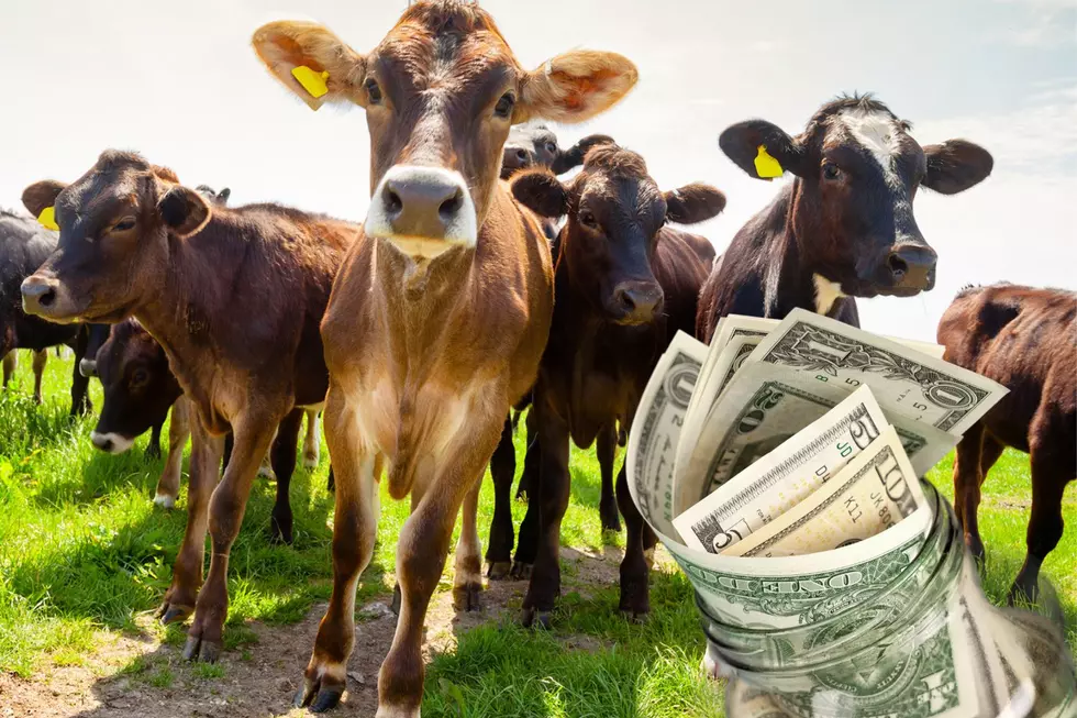 Win Up to $30,000 This Fall With The Cash Cow