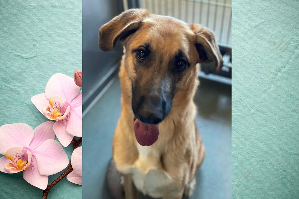 Beautiful Shelter Dog Named Honey Orchid is Ready to Be Adopted!