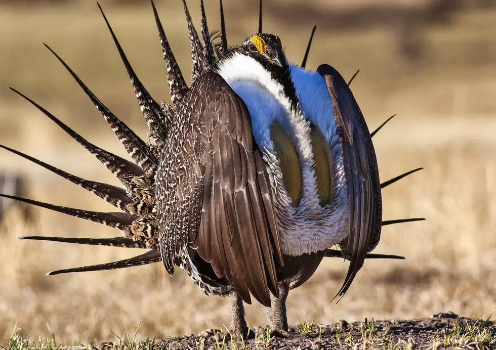 Viewpoint: Sage Grouse collaborative conservation effort failing