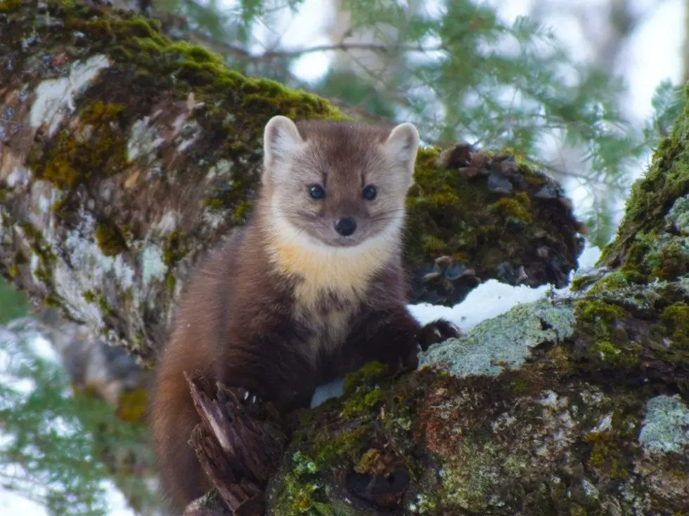American pine marten more diverse that thought, UM study finds