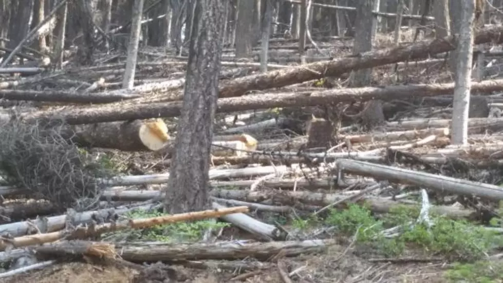 Opinion: Big National Forest clearcuts continue despite biological impacts