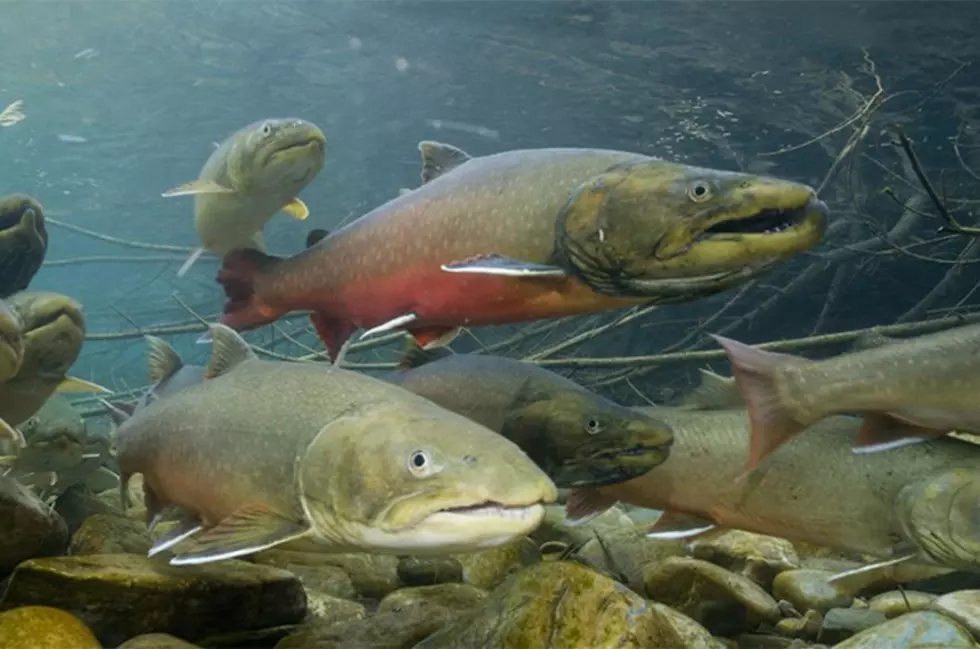 Commentary: Conservation groups continue to fight bull trout ‘extinction’ plan