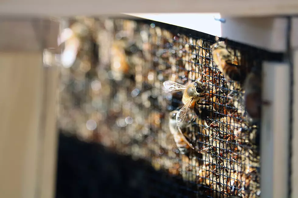 Missoula property owner seeks zoning change for bee business