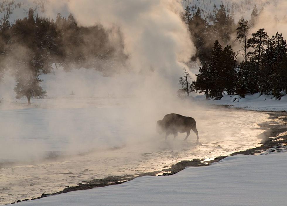 Man charged with harassing wildlife for kicking Yellowstone bison
