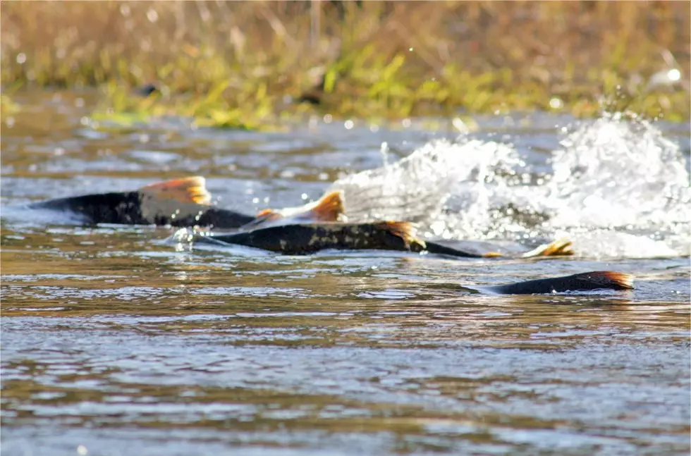 Feds consider protections for spring-run Chinook salmon in Oregon