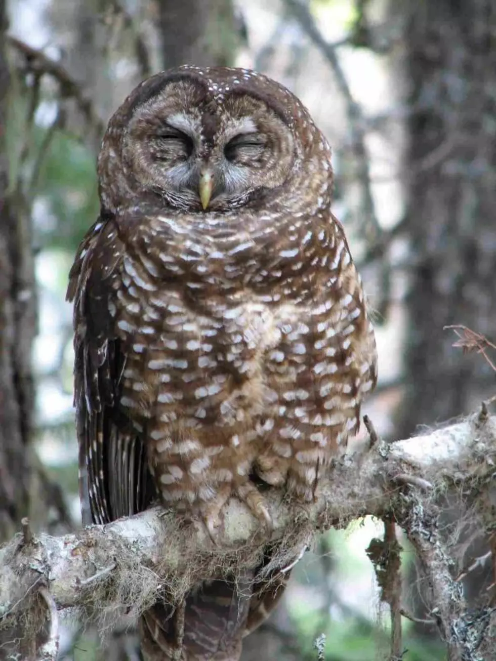 New White House eyes reversal of Trump’s gutting of spotted owl protections
