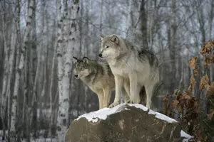 Viewpoint: USFWS fails wolves, science, and the law