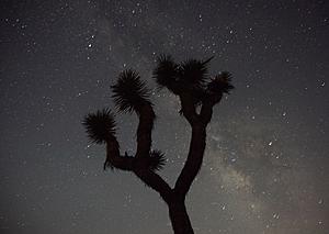 California pitches national monument, Joshua Tree expansion