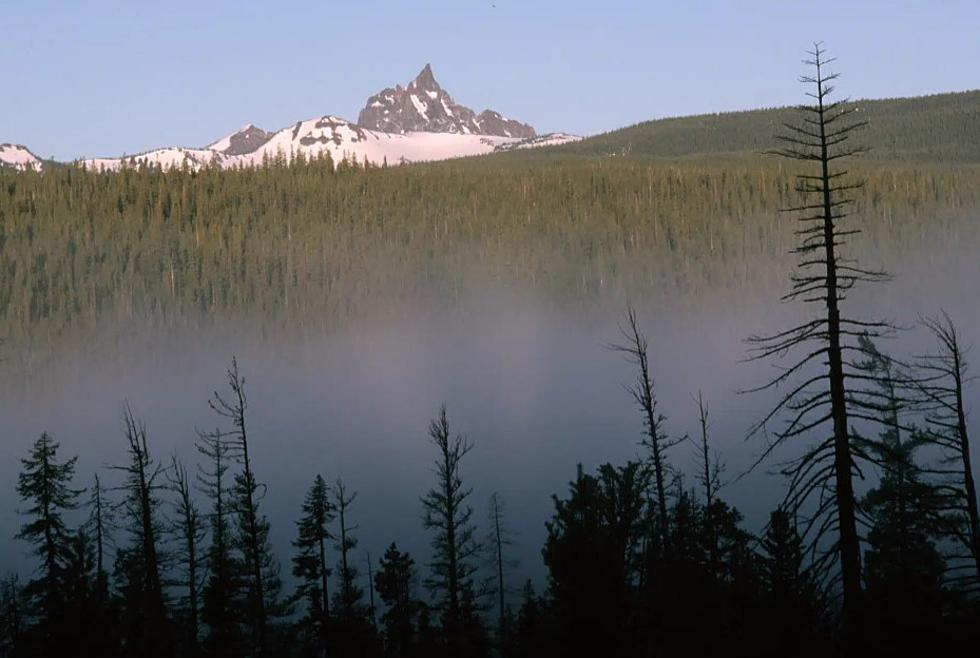 Judge: Approval of old-growth tree logging in Oregon illegal