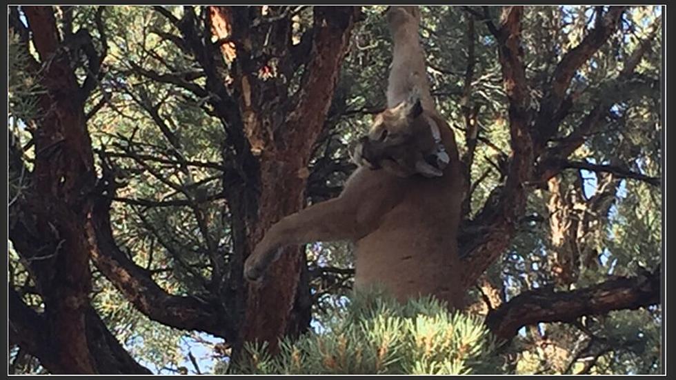 Mountain lions in Nevada maimed by traps, killed by the state 