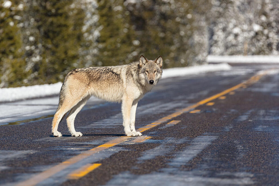 Montana releases draft of first wolf management plan in 20 years