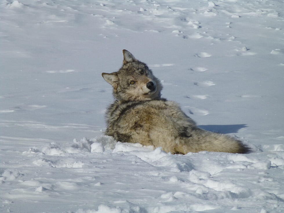 First wolf pack sighting reported in Nevada, first in 100 years