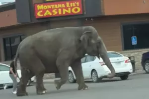 Circus elephant temporarily wanders loose in Butte