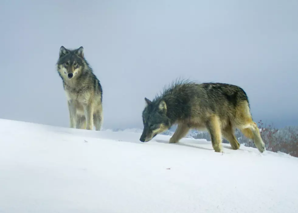 Oregon officials say wolf deaths in the state are ‘alarming'