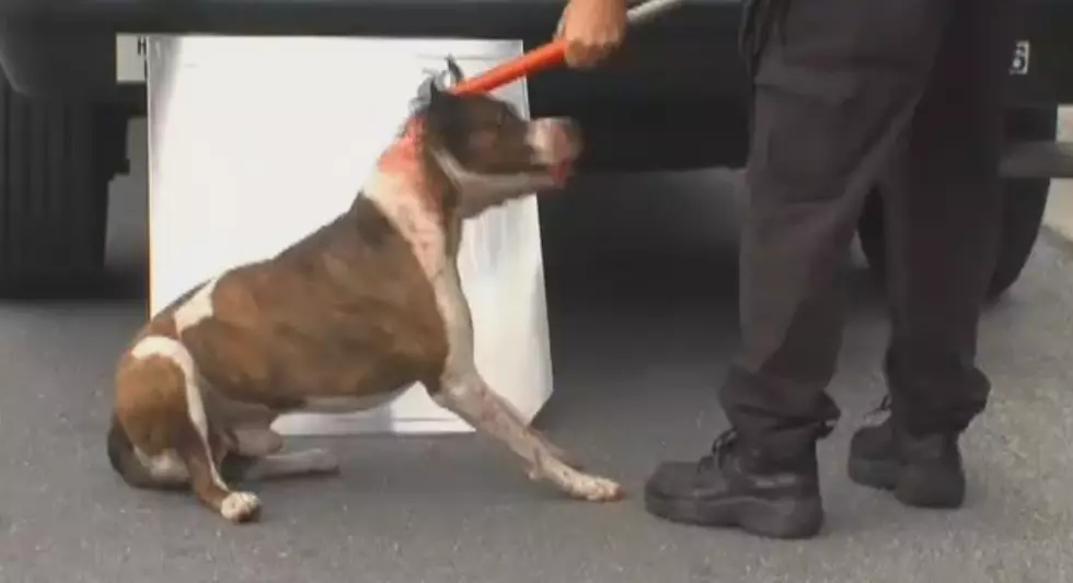 Dog named &#8216;Scarface&#8217; attacks family for putting sweater on him [Video]
