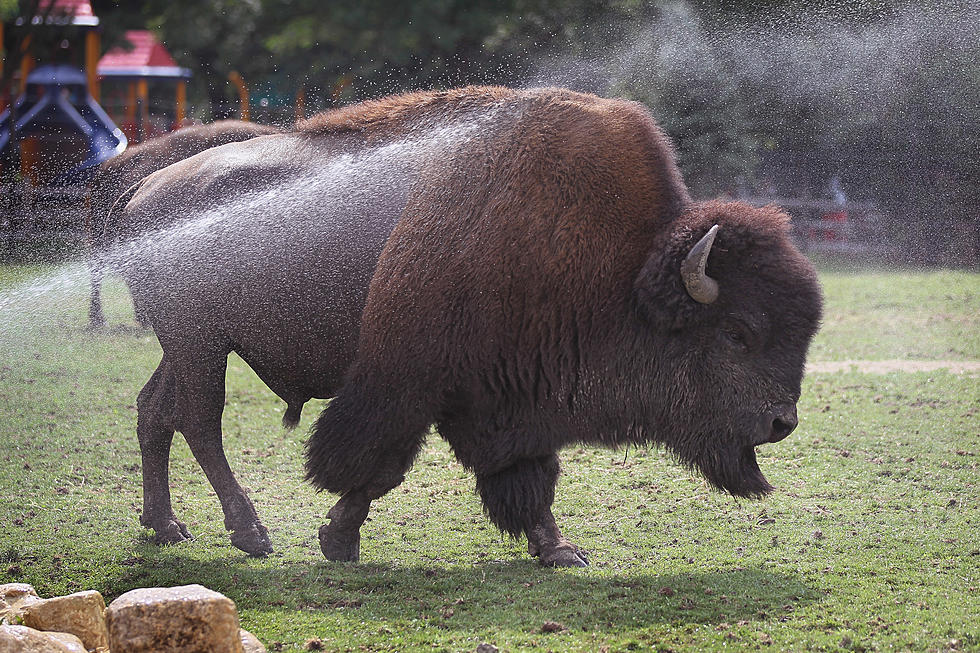 The Buffalo Zoo is Offering Reduced Admission Prices