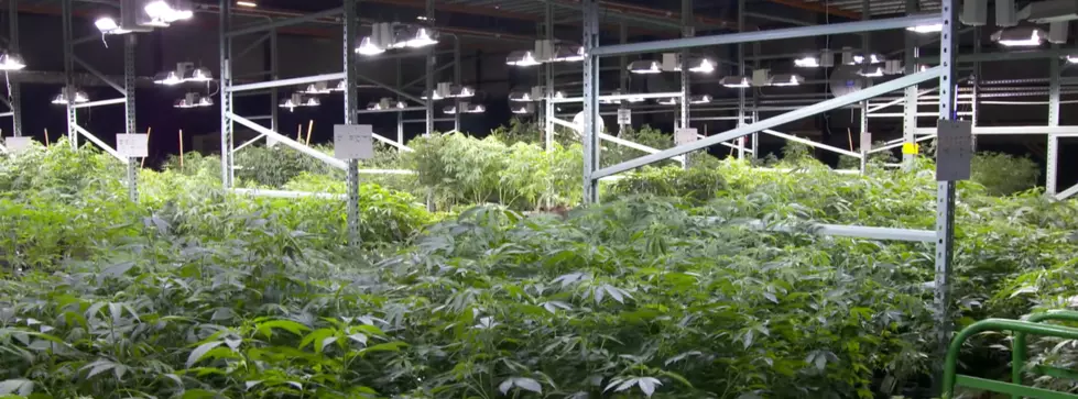 Governor Cuomo Now Doubtful About Marijuana Legalization