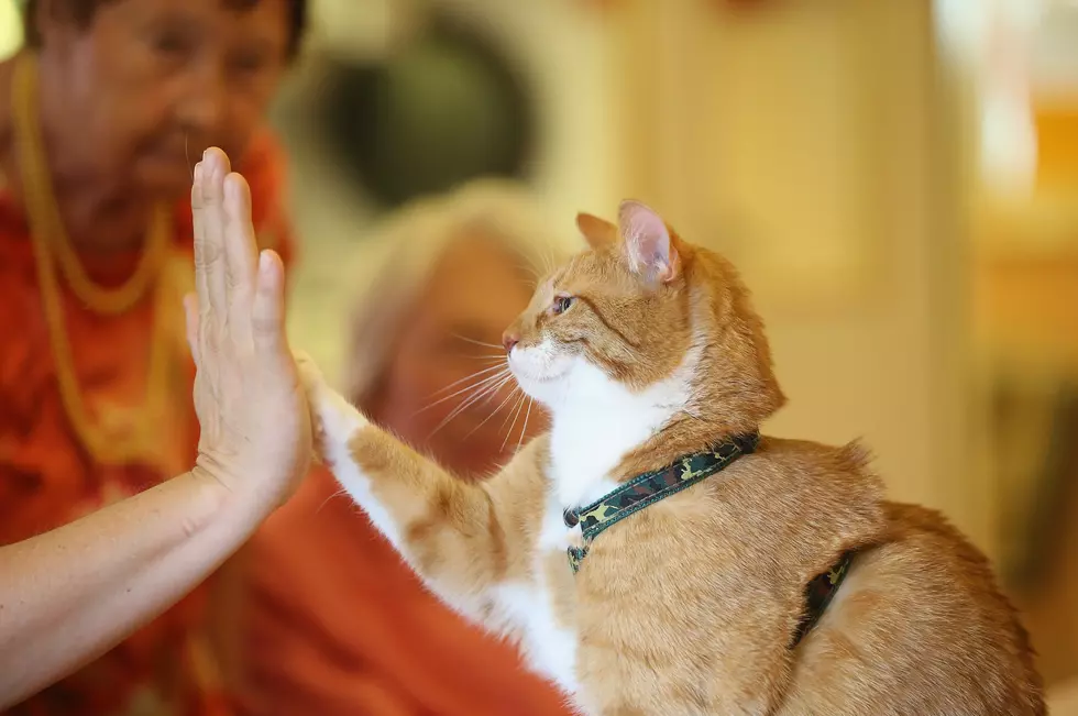 No More Cat Declawing in NYS
