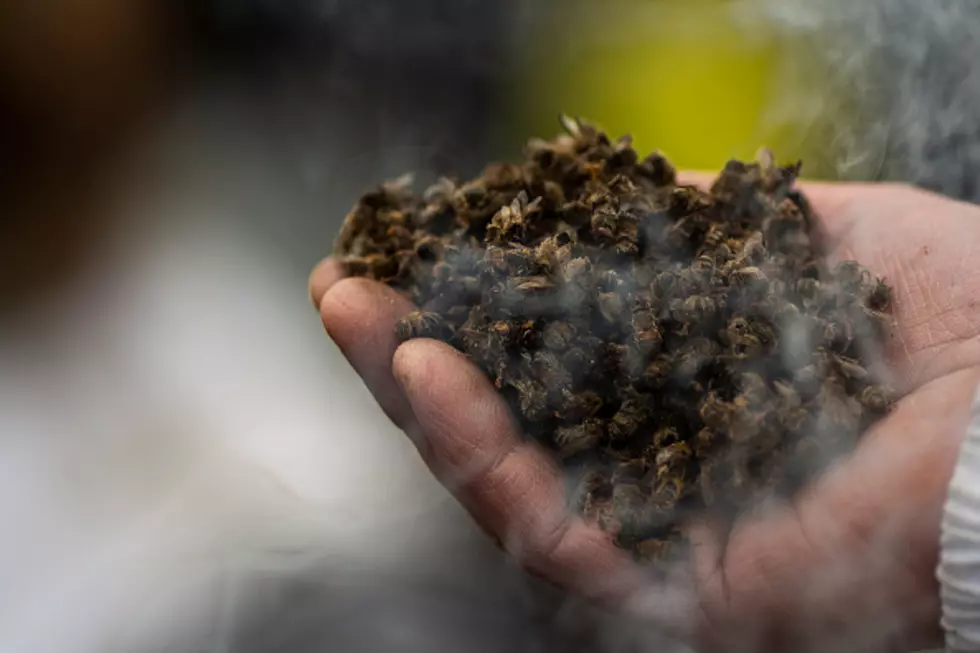 A Truck Carrying About 133 Million Bees Crashed