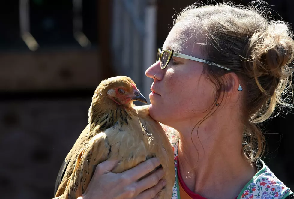 The CDC Warns:  Do Not Snuggle or Kiss Chickens