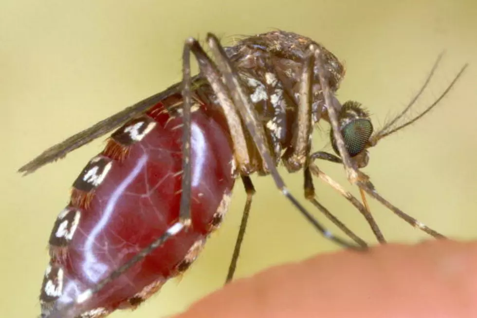 A Potentially Deadly Virus Spread By Mosquitoes Found In New York State
