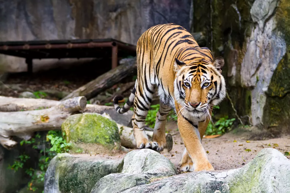 Tiger at Bronx Zoo Tests Positive For Coronavirus