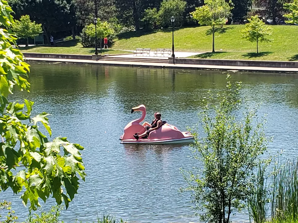 You Can Now Rent a Flamingo Boat at Hoyt Lake in Delaware Park