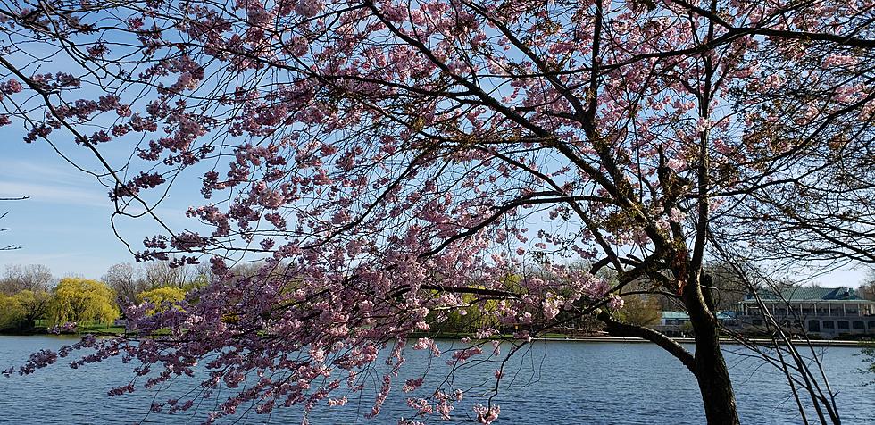11 Photos of Delaware Park in Bloom [Gallery]