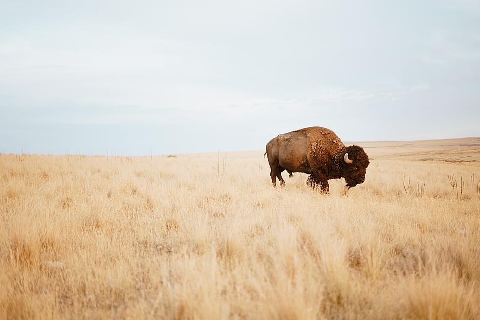 This Confusing Sentence Uses ‘Buffalo’ 8 Times and Is Grammatically Correct