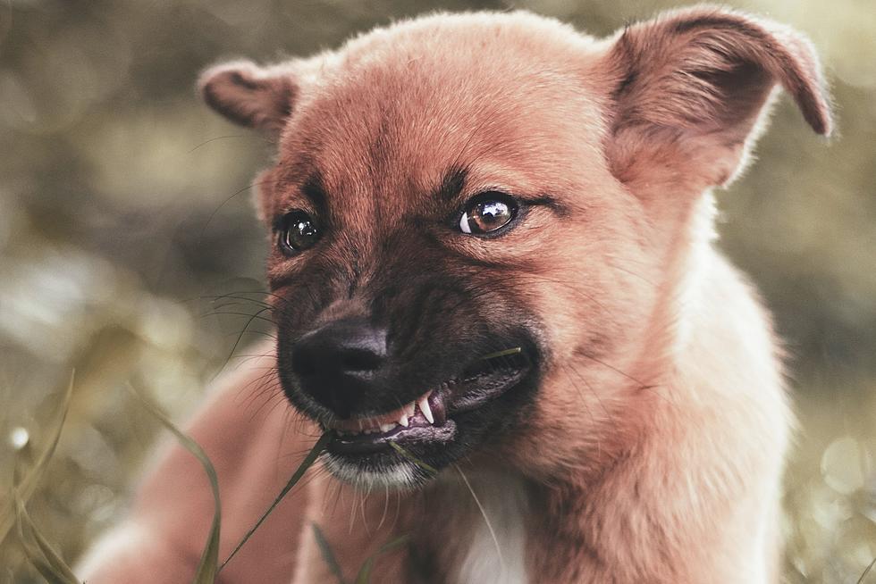 7 Dog Breeds New York State Considers Most Vicious and Dangerous [Photos]