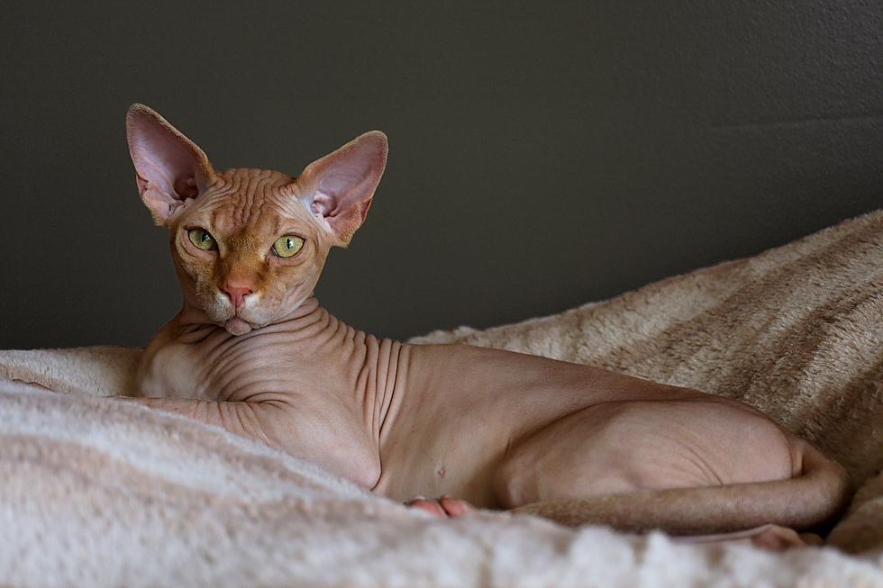 Woman On A New York Flight Was Caught Breastfeeding A Hairless Cat