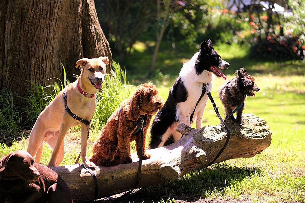 If Your Dog Hangs Out With Other Dogs In NY, It’s At Risk For 7 Diseases