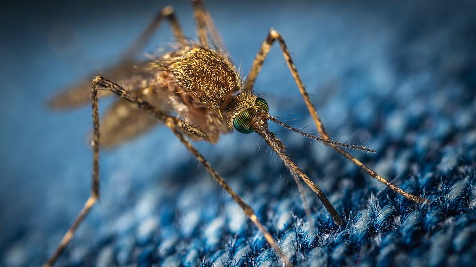 70 Species Of Mosquitos Live In New York And They&#8217;ll Be Here Soon