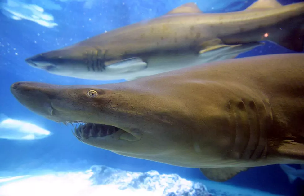 Danger At The Beach: 6 Shark Attacks In 3 Weeks In New York State