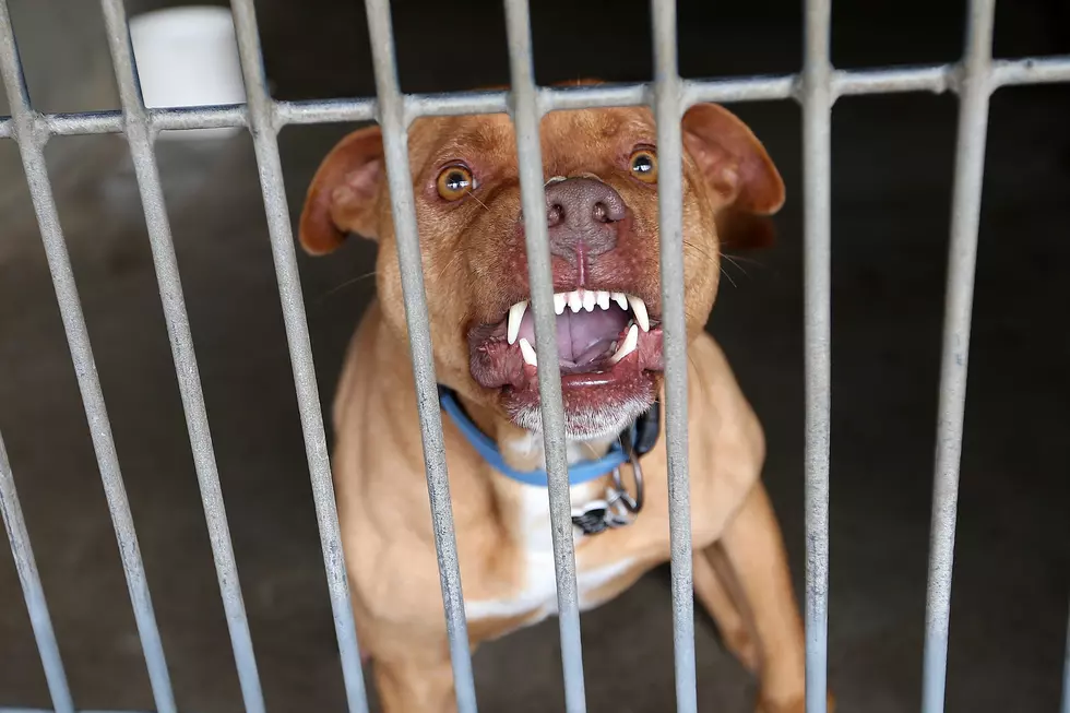 Should Pit Bulls Be Banned In NY? Here's What A Major Says