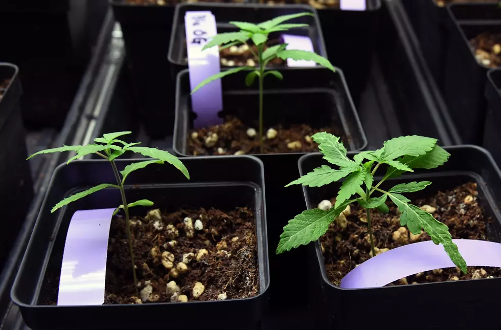 Certain People In New York Can Now Legally Grow Marijuana At Home