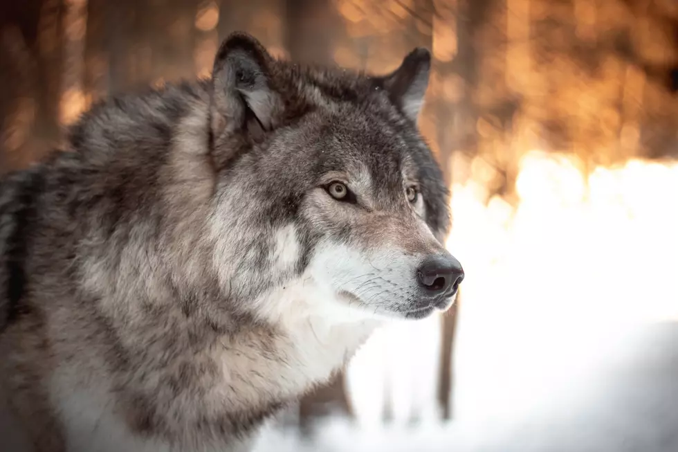 Animal Killed Confirmed As Wolf, Only 3rd Found In New York State In 25 Years