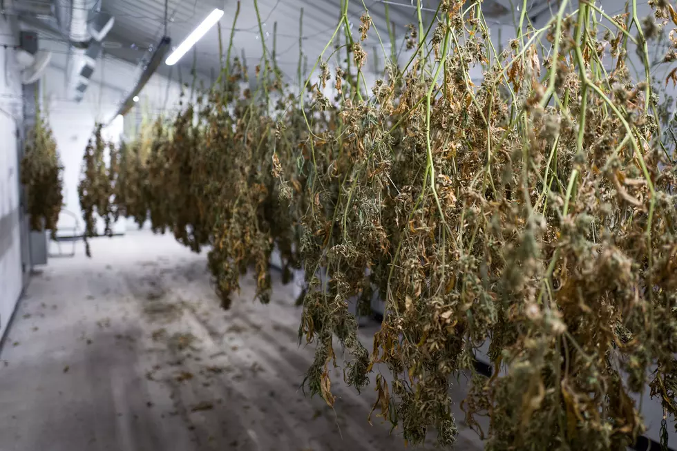 New York Has $750 Million Of Marijuana No One Can Buy Or Sell