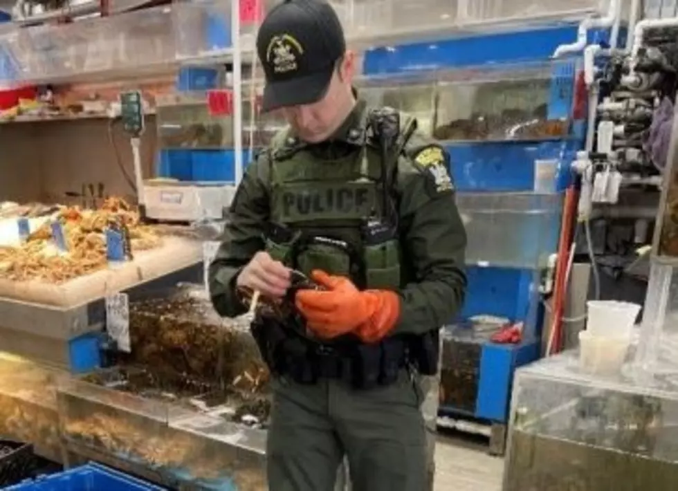 2 Grocery Stores In NY Busted For Selling Illegal Seafood