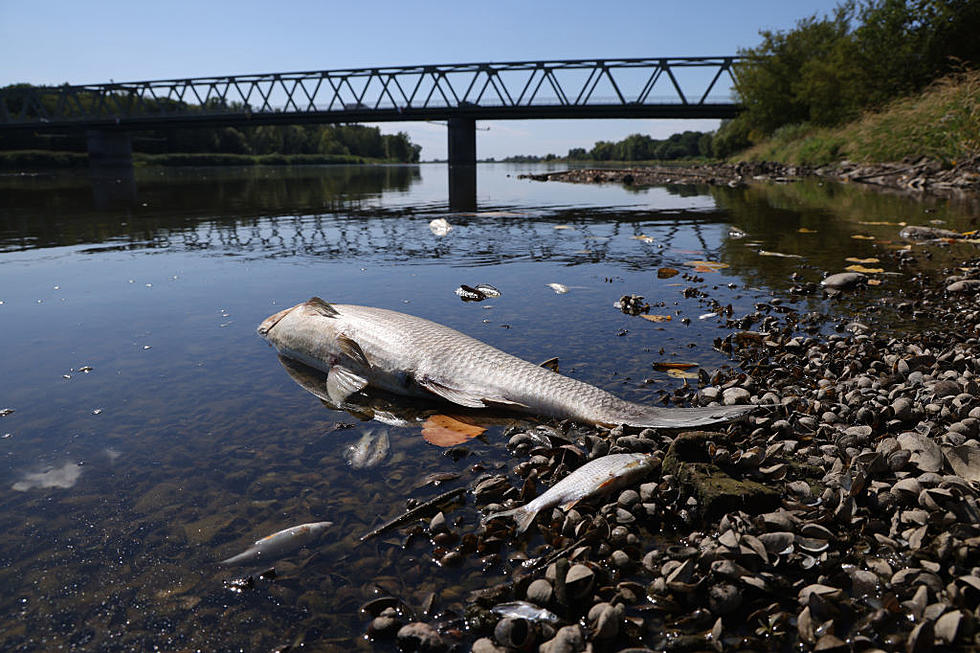 Hundreds of Dead Fish Found In Buffalo River