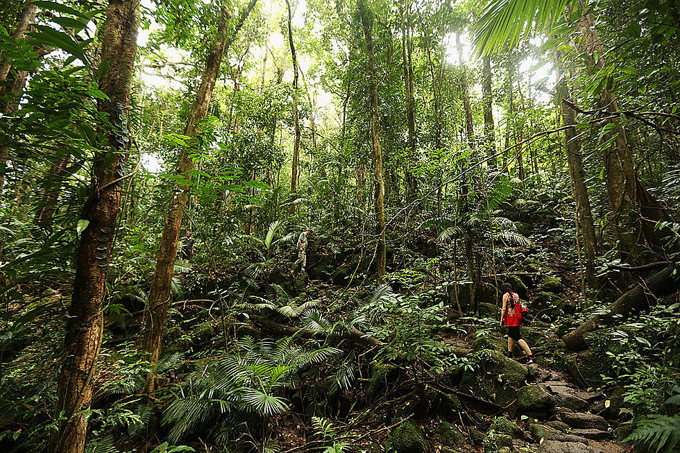 Is New York State Home To A Massive Rainforest?