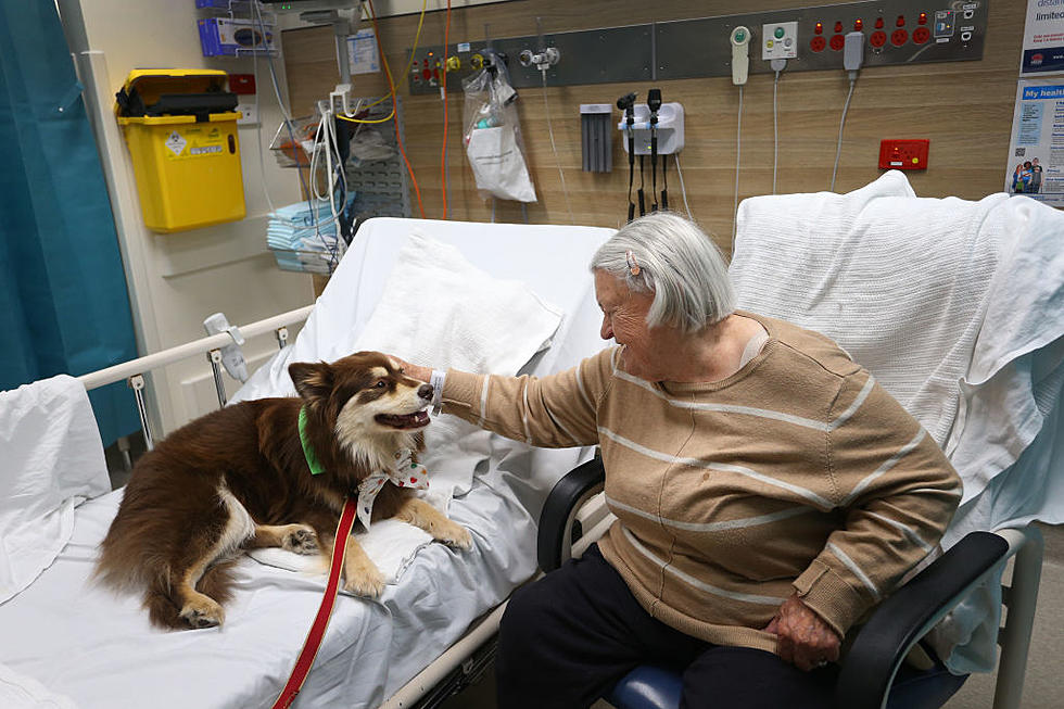 Respiratory Illness Worries Dogs Owners In Western New York